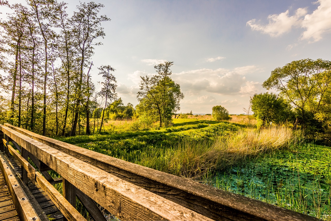 Image - nature landscape tree wood grass