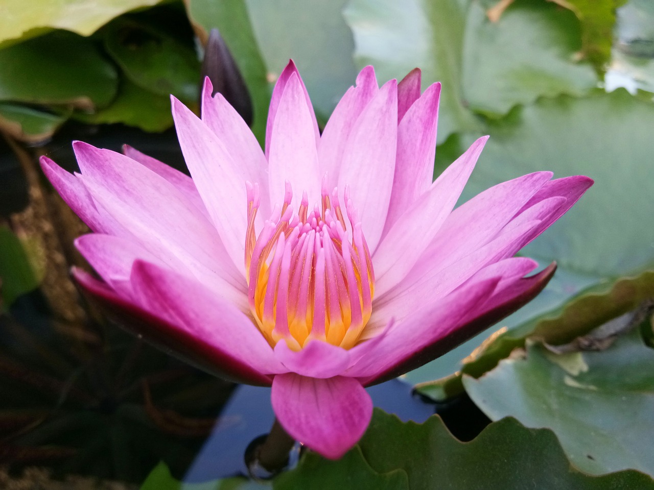 Image - flora flower garden blooming pool