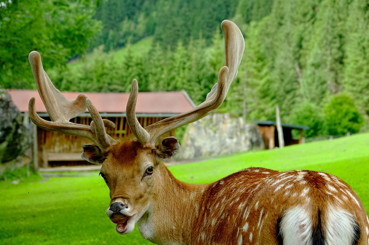 Image - nature animal mammal fallow deer