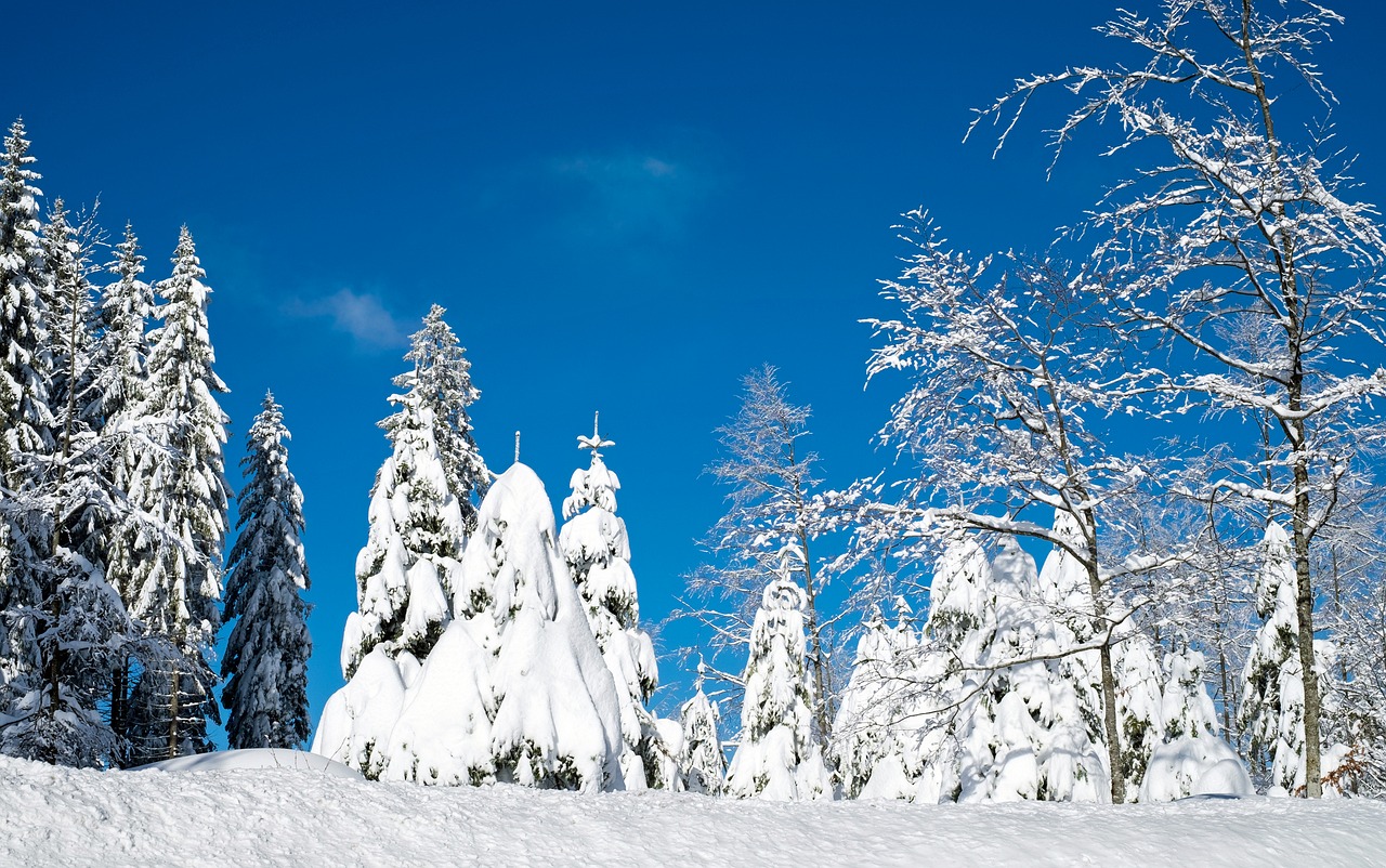 Image - wintry snow firs trees snowy