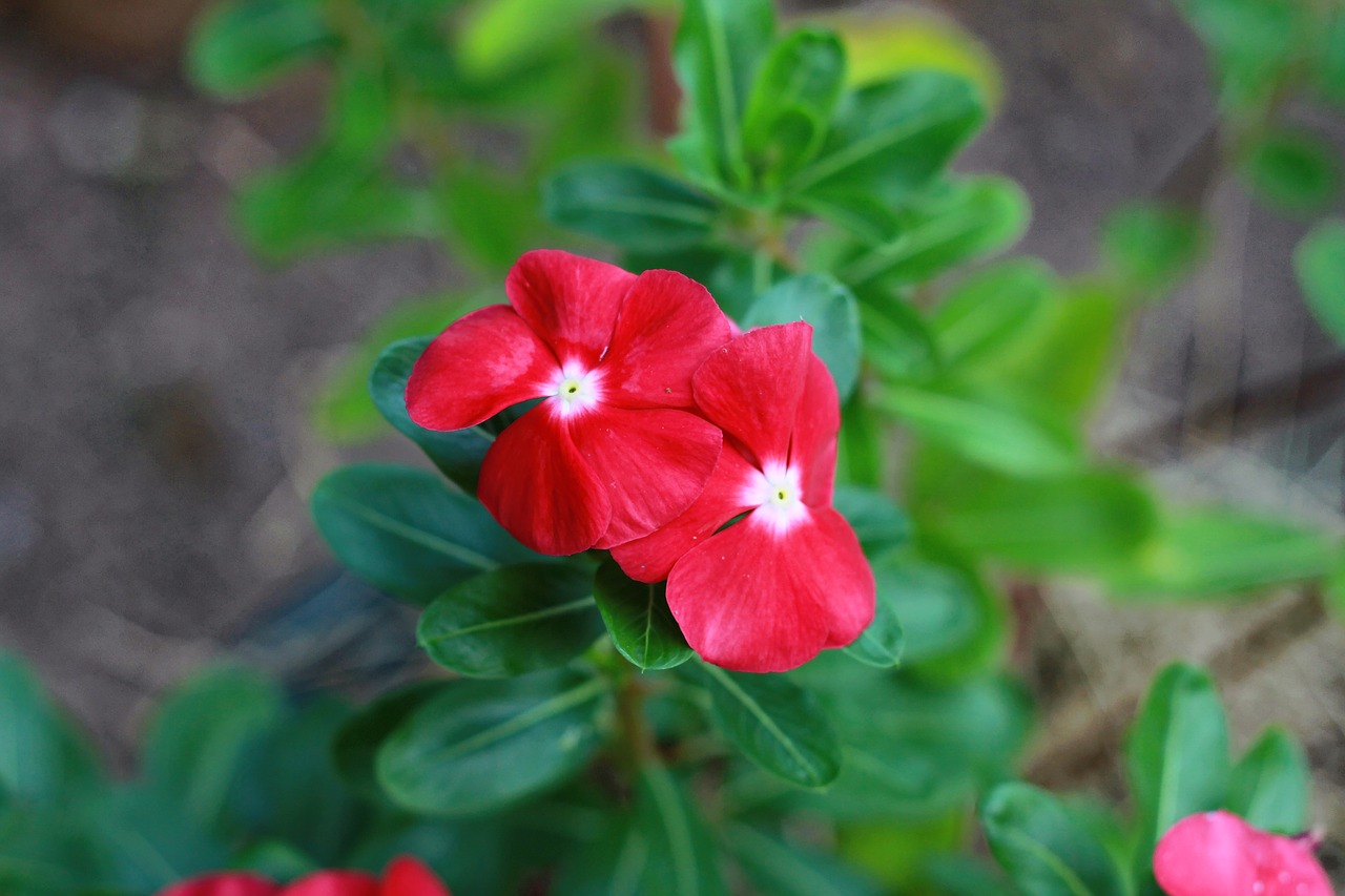 Image - flower nature flora leaf garden