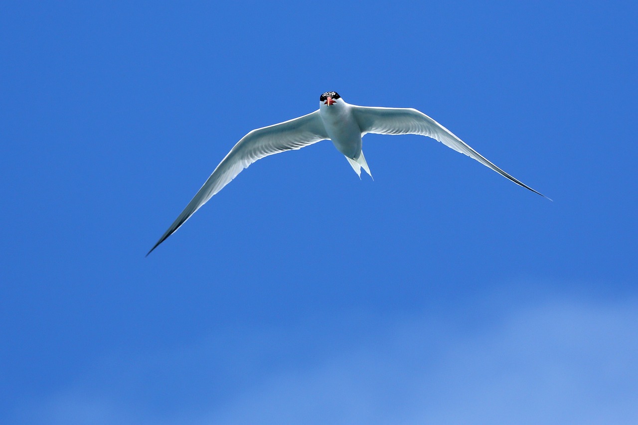 Image - seagull seagull in flight