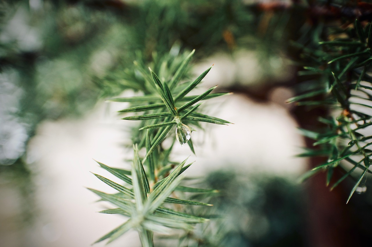 Image - tree branch nature pine rain