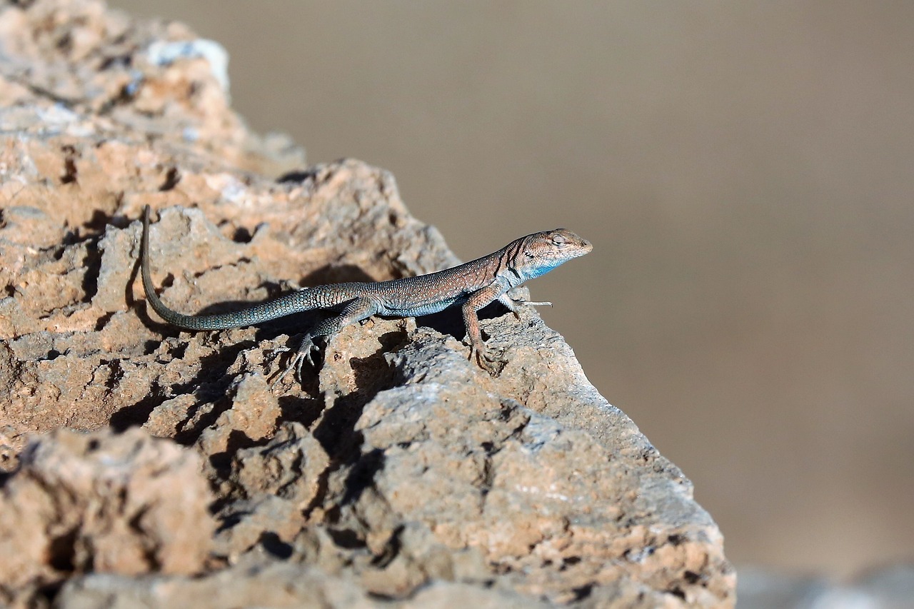 Image - lizard reptile rock animal nature