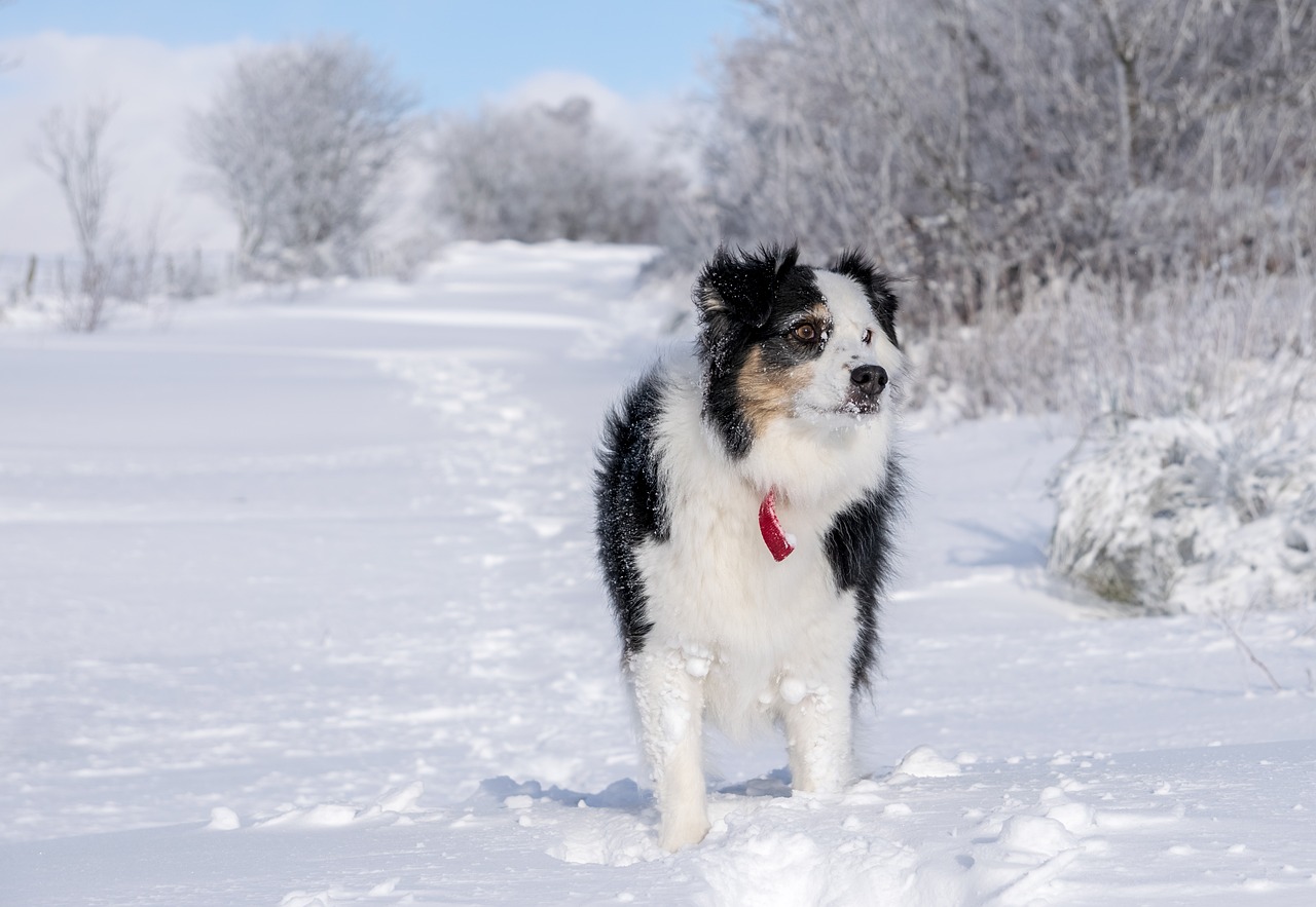 Image - winter snow dog berger australian