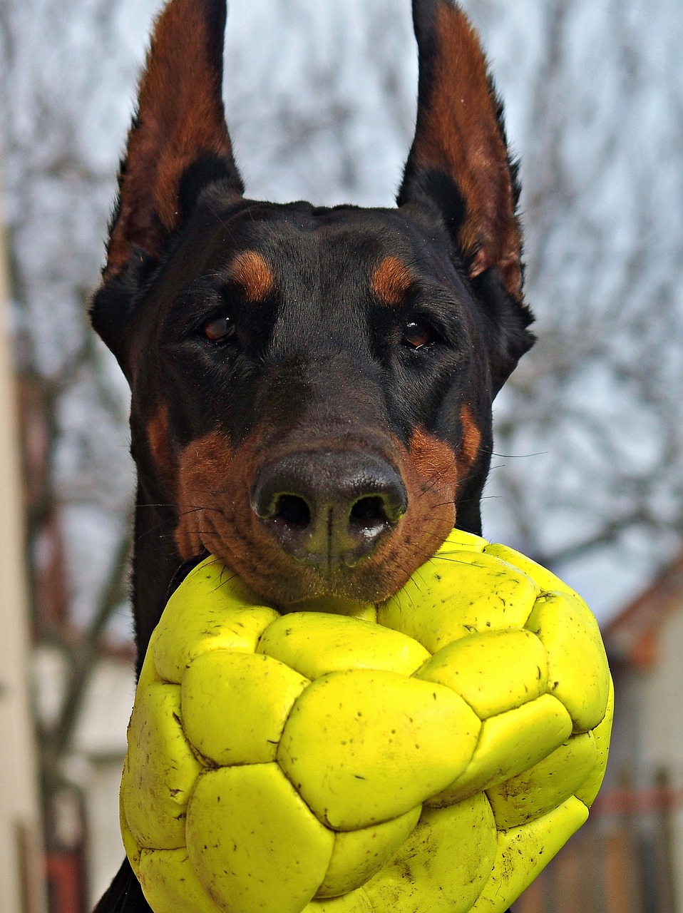 Image - doberman dog portrait head ball