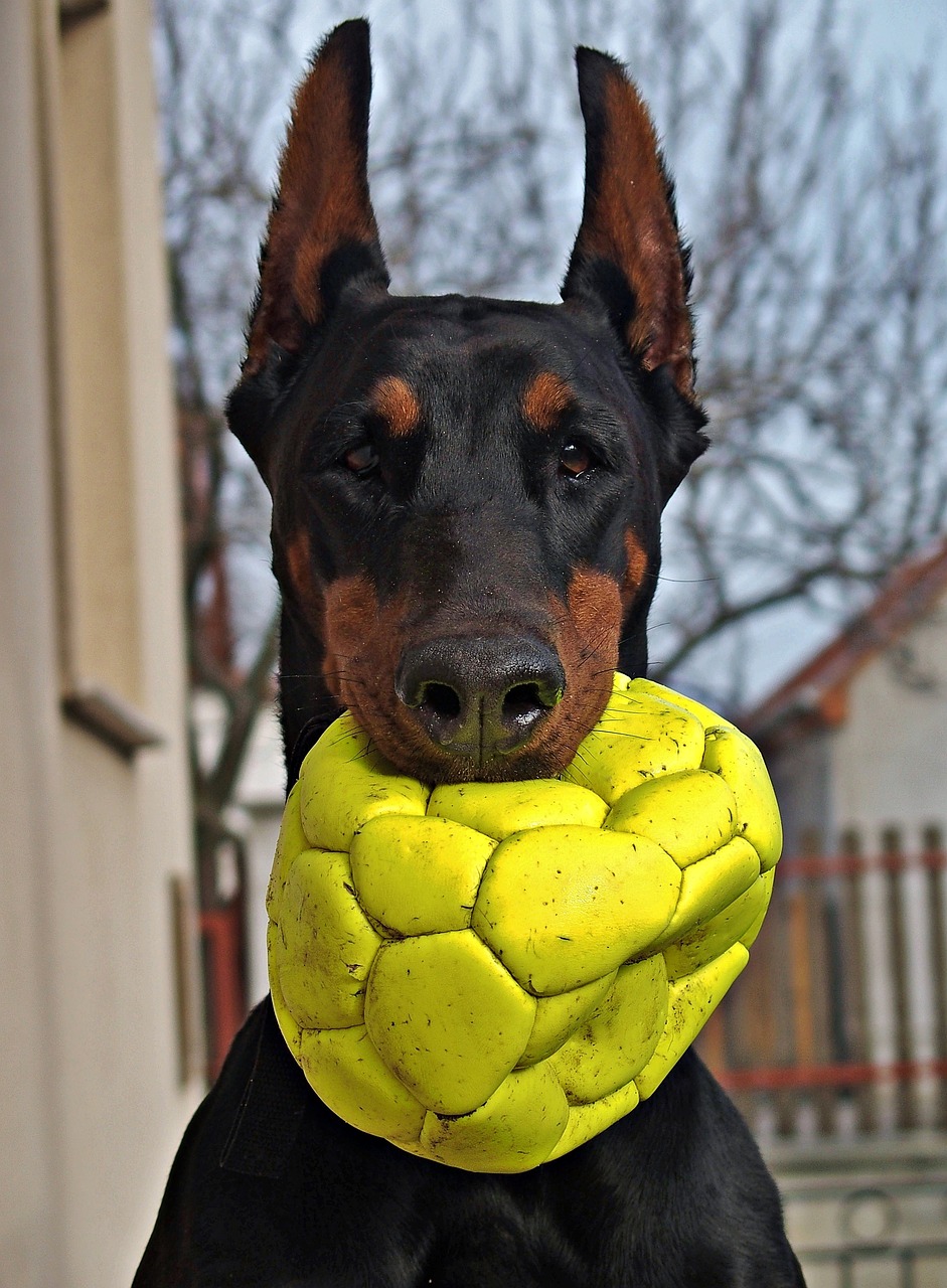 Image - doberman dog portrait head ball