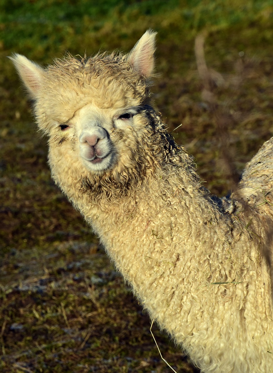 Image - alpaca mammal animal fur nature