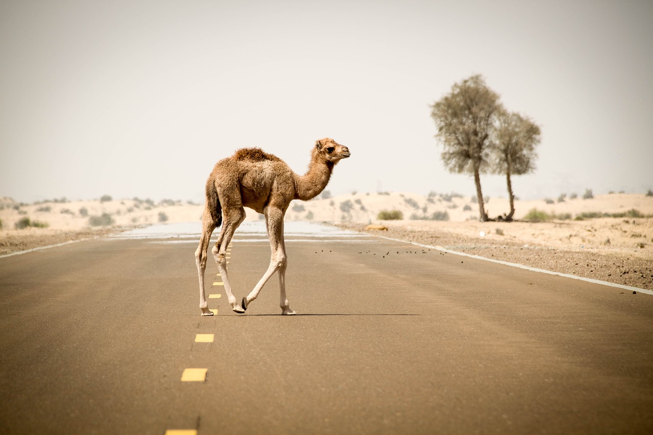 Image - sand desert travel camel nature
