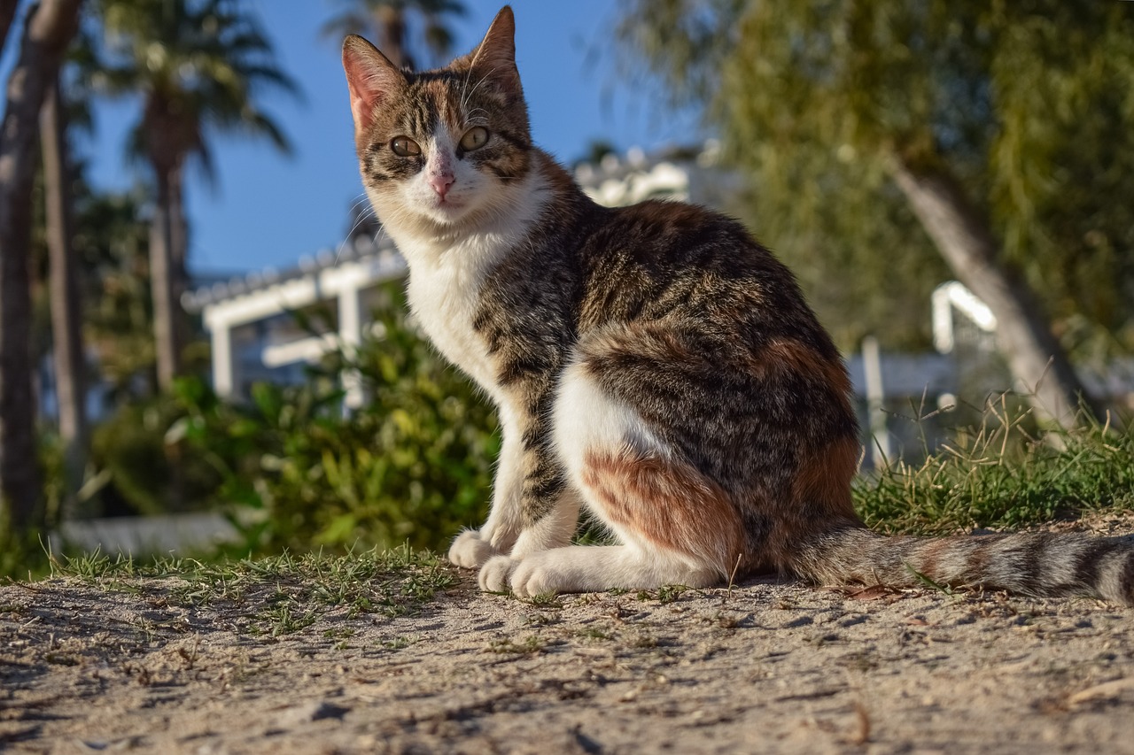 Image - cat stray nature animal outdoors