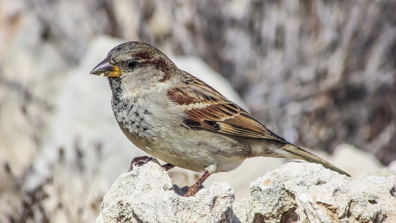 Image - nature bird wildlife animal