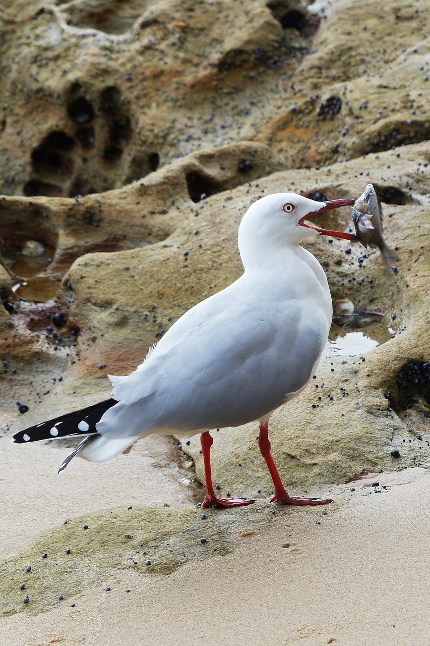 Image - bird nature sea wildlife animal