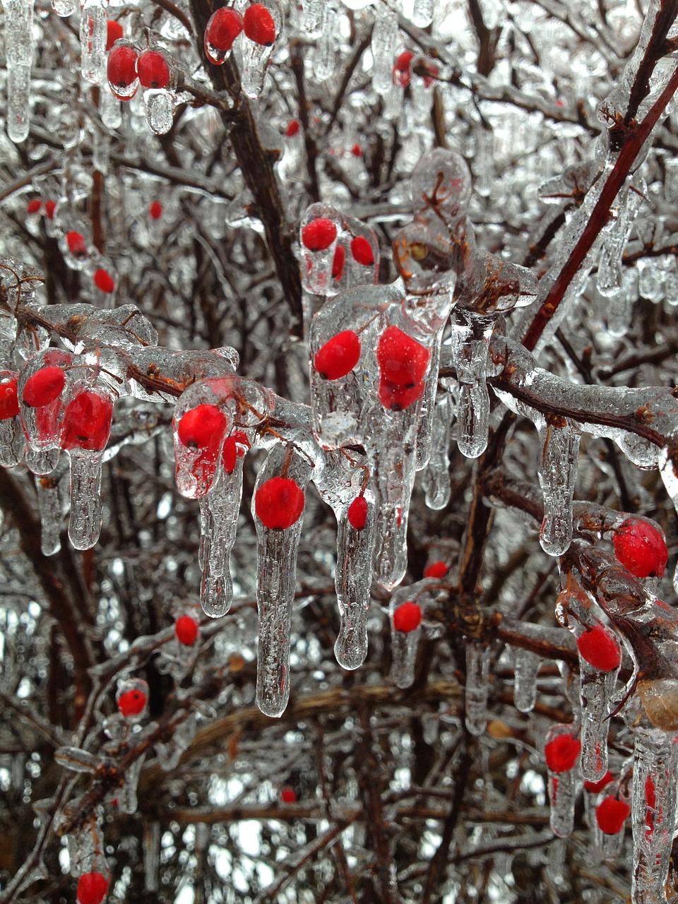 Image - berries ice winter buds red snow