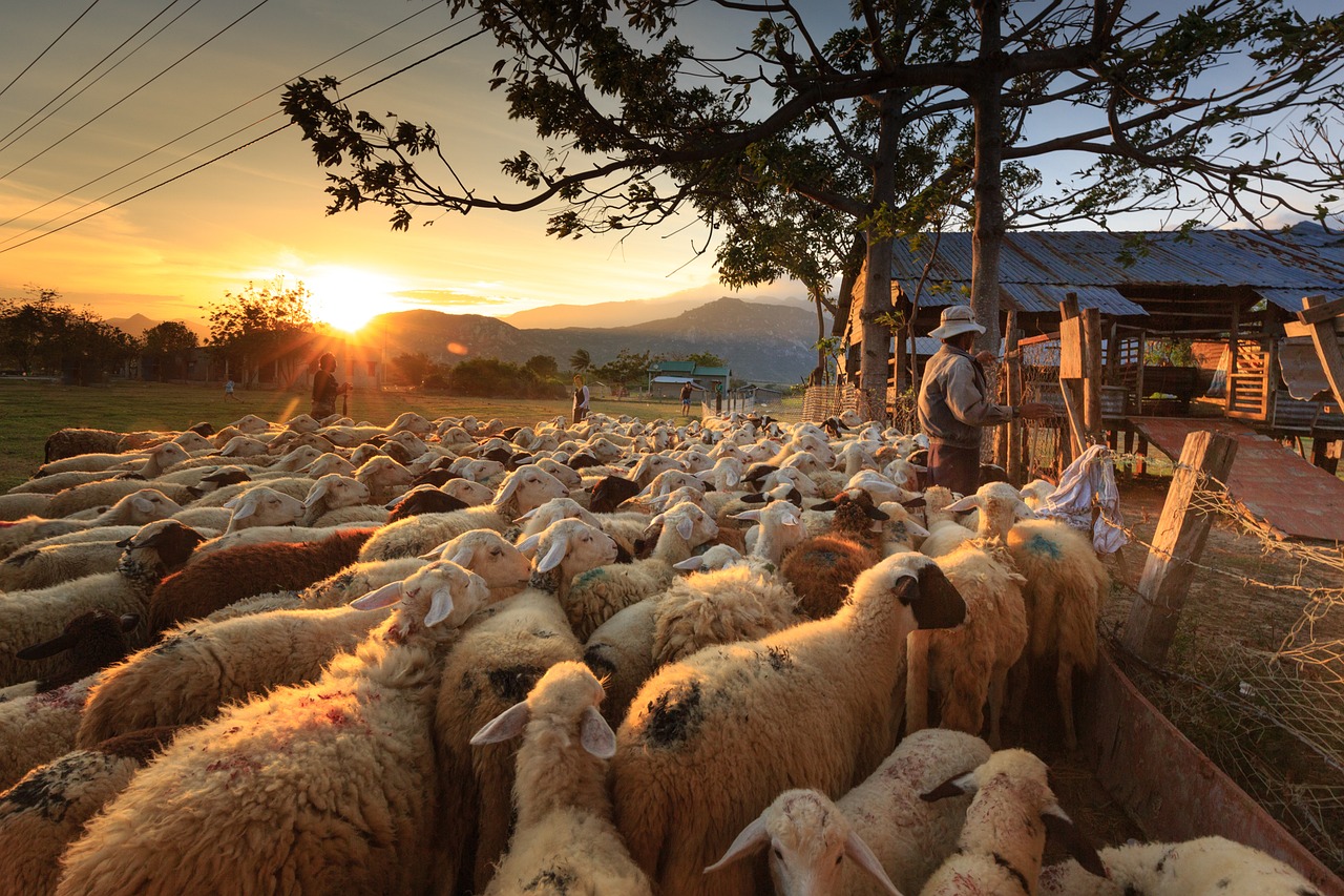 Image - sheep shepherd farmer ninh thuan