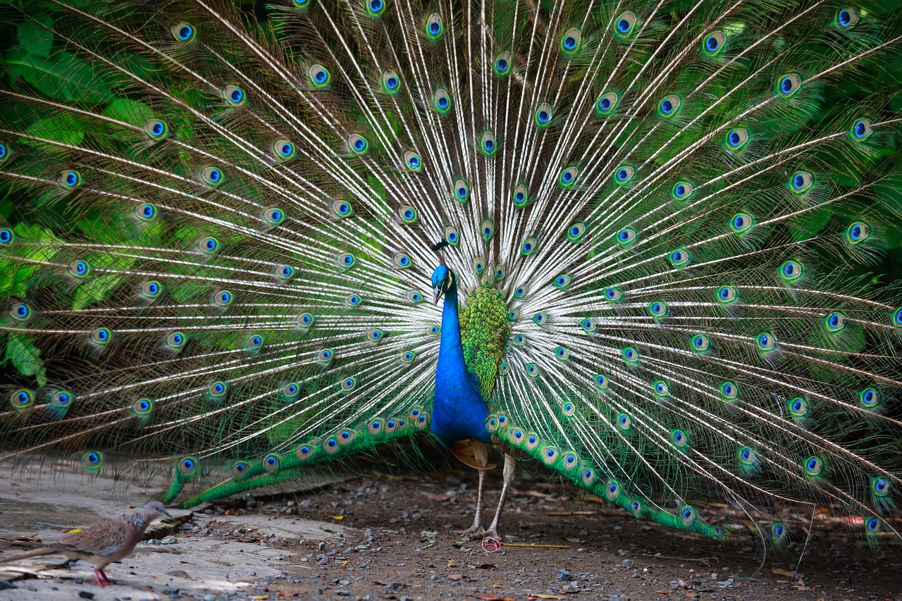 Image - peacock green feathers nice tail