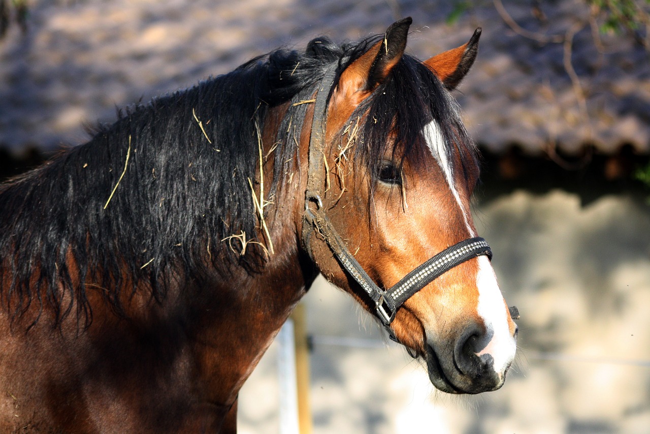 Image - horse animal nature mammal