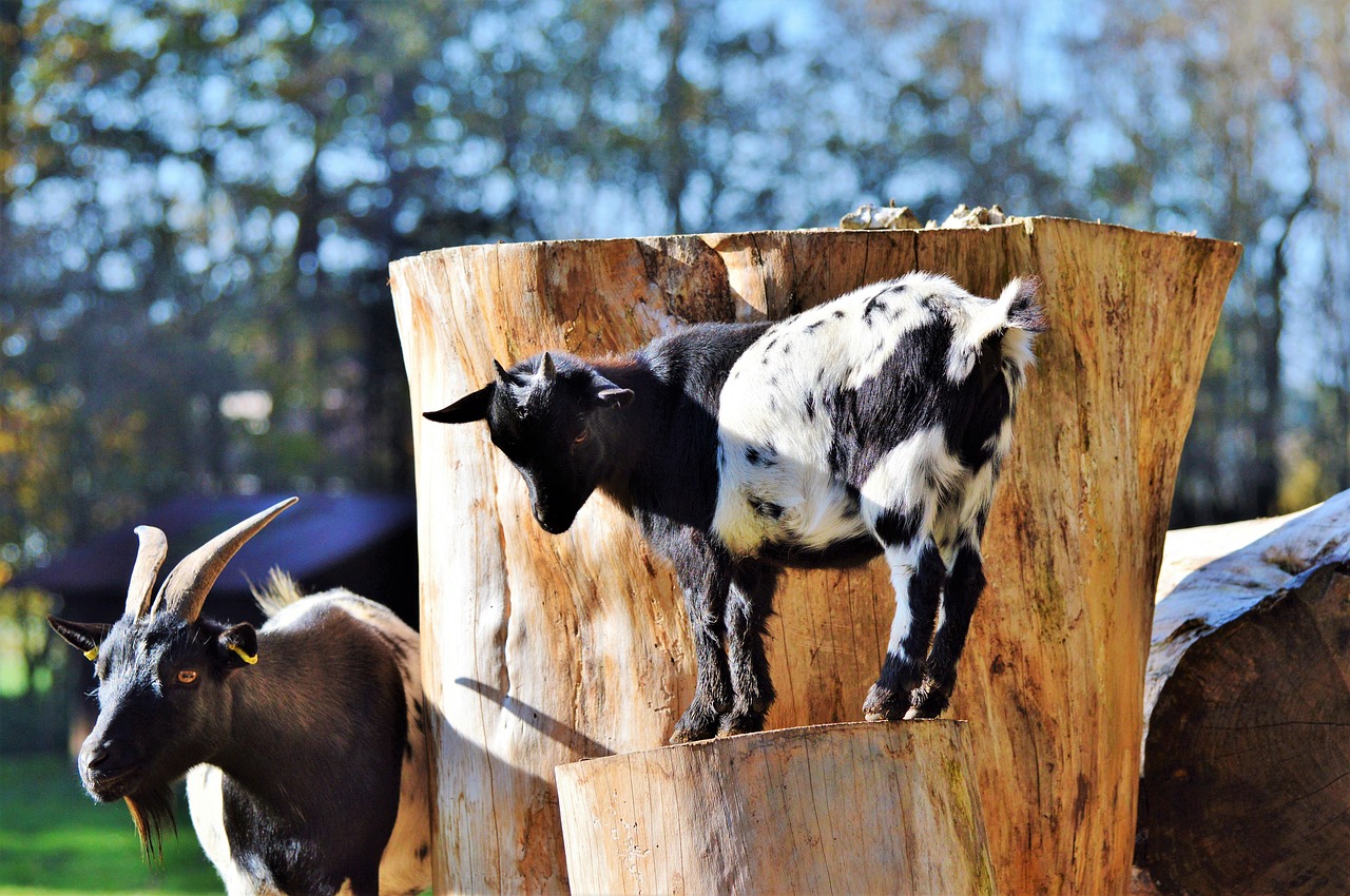 Image - goat livestock billy goat