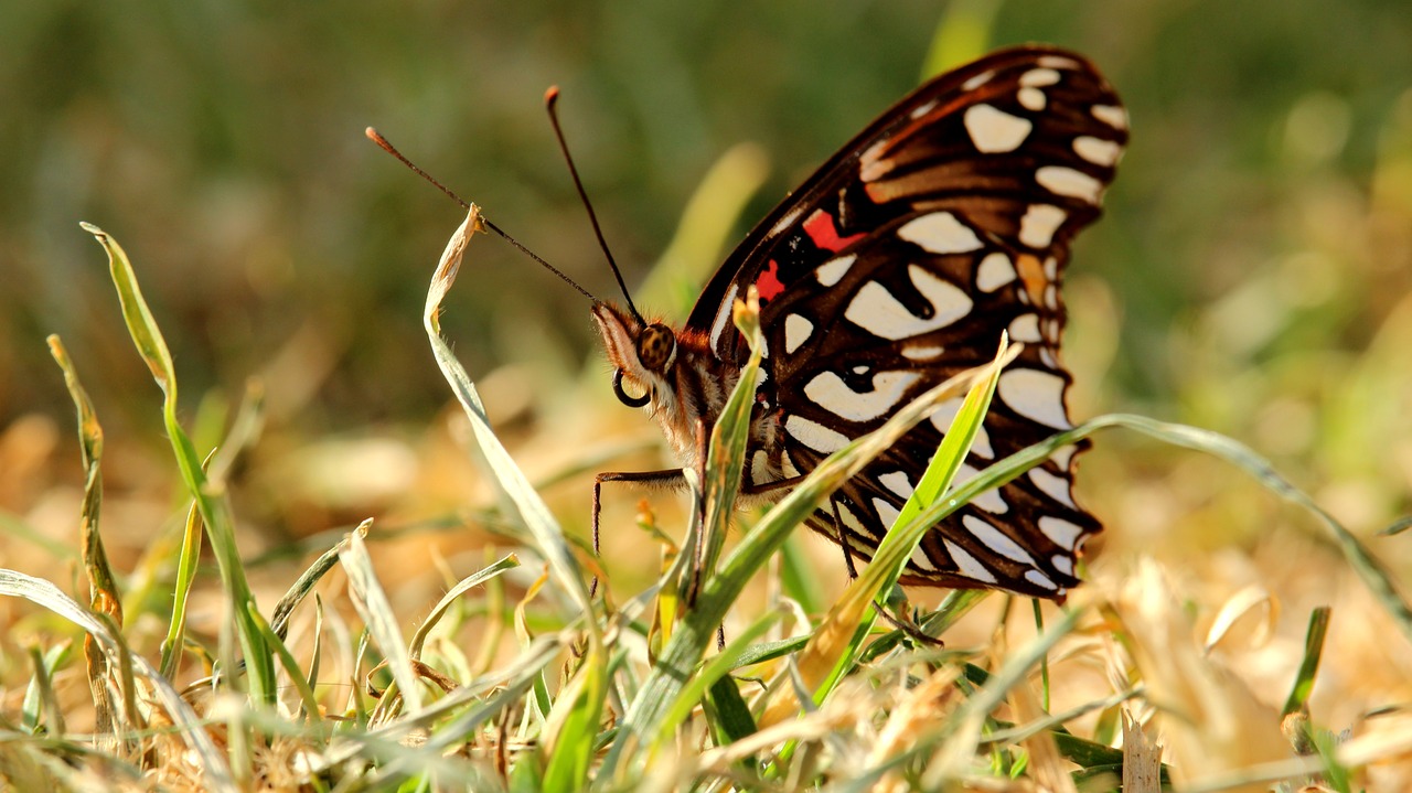 Image - nature insect rhopalocera outdoors