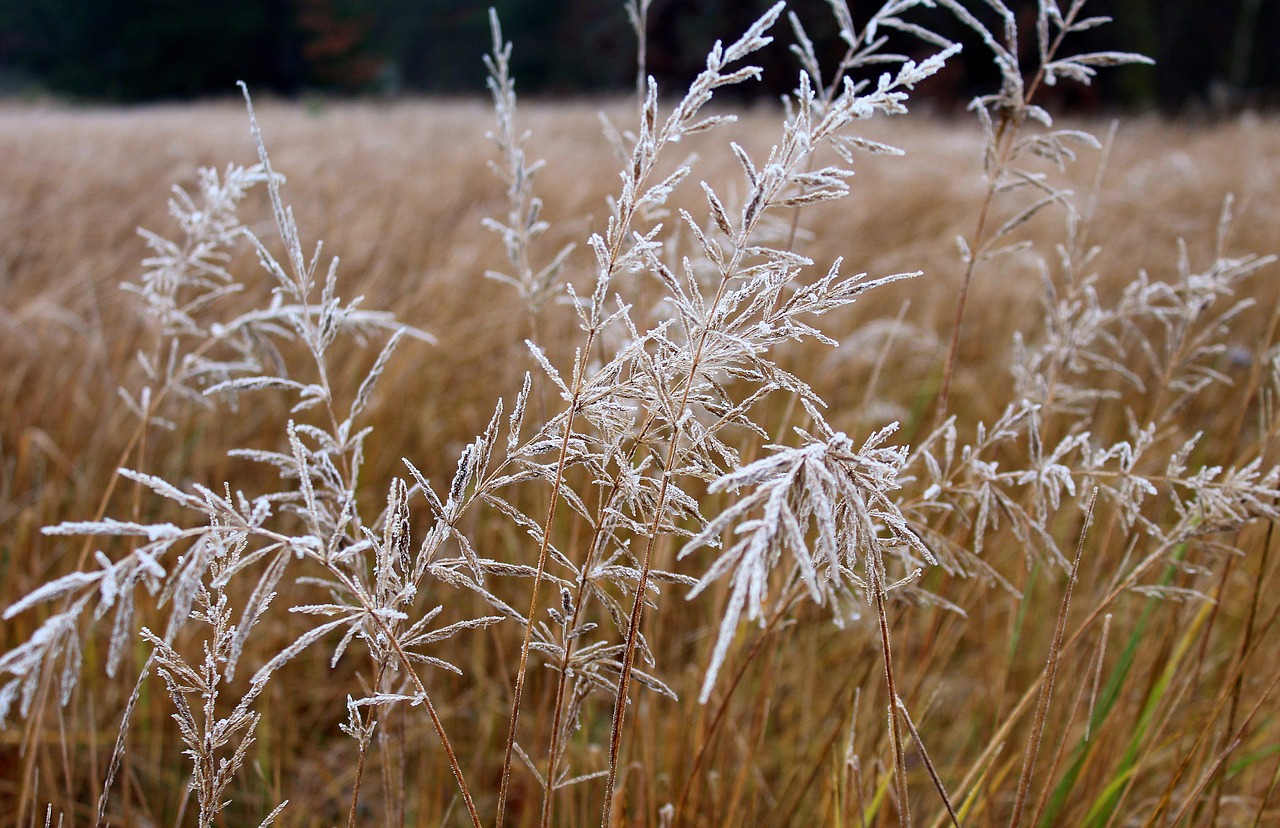 Image - grass frost winter nature season