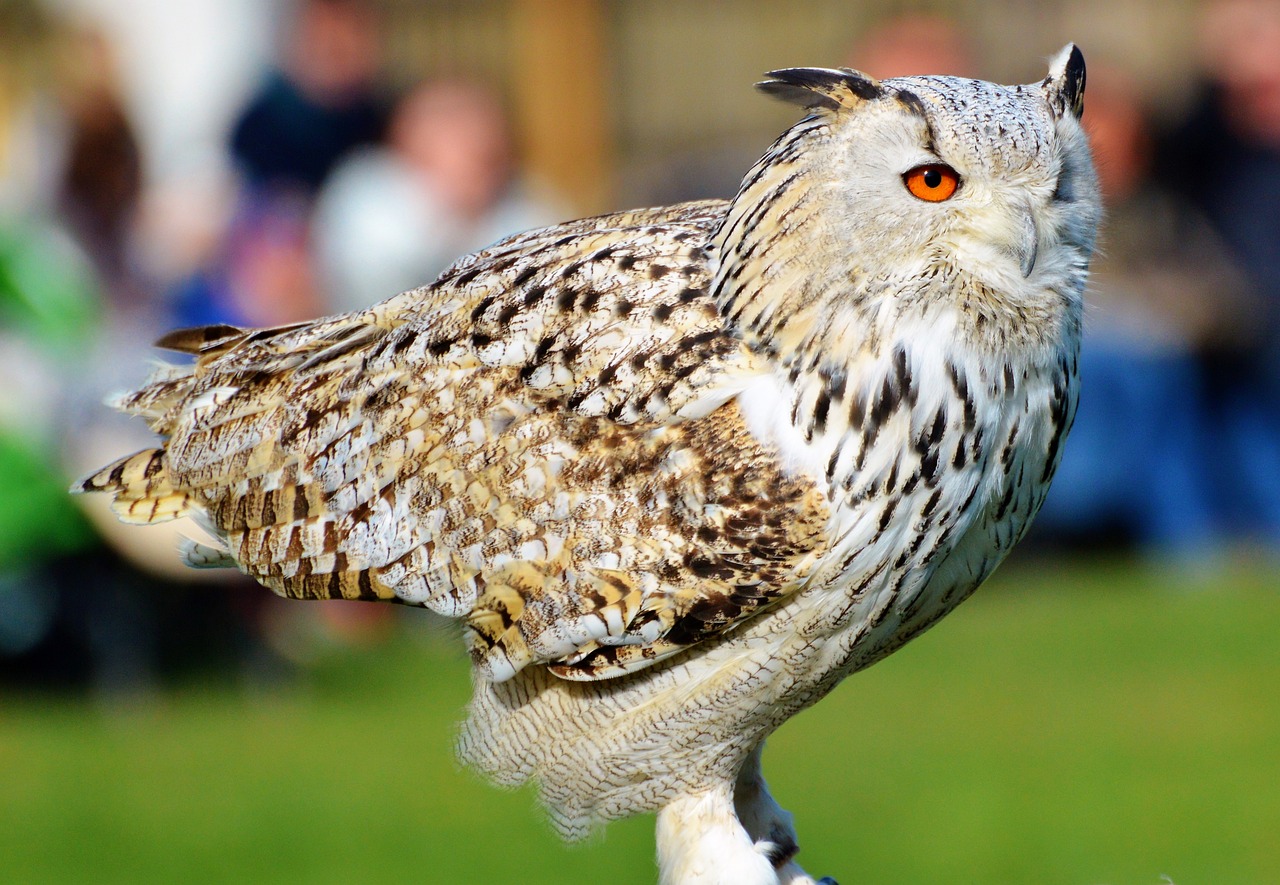 Image - animal nature barn owl owl raptor