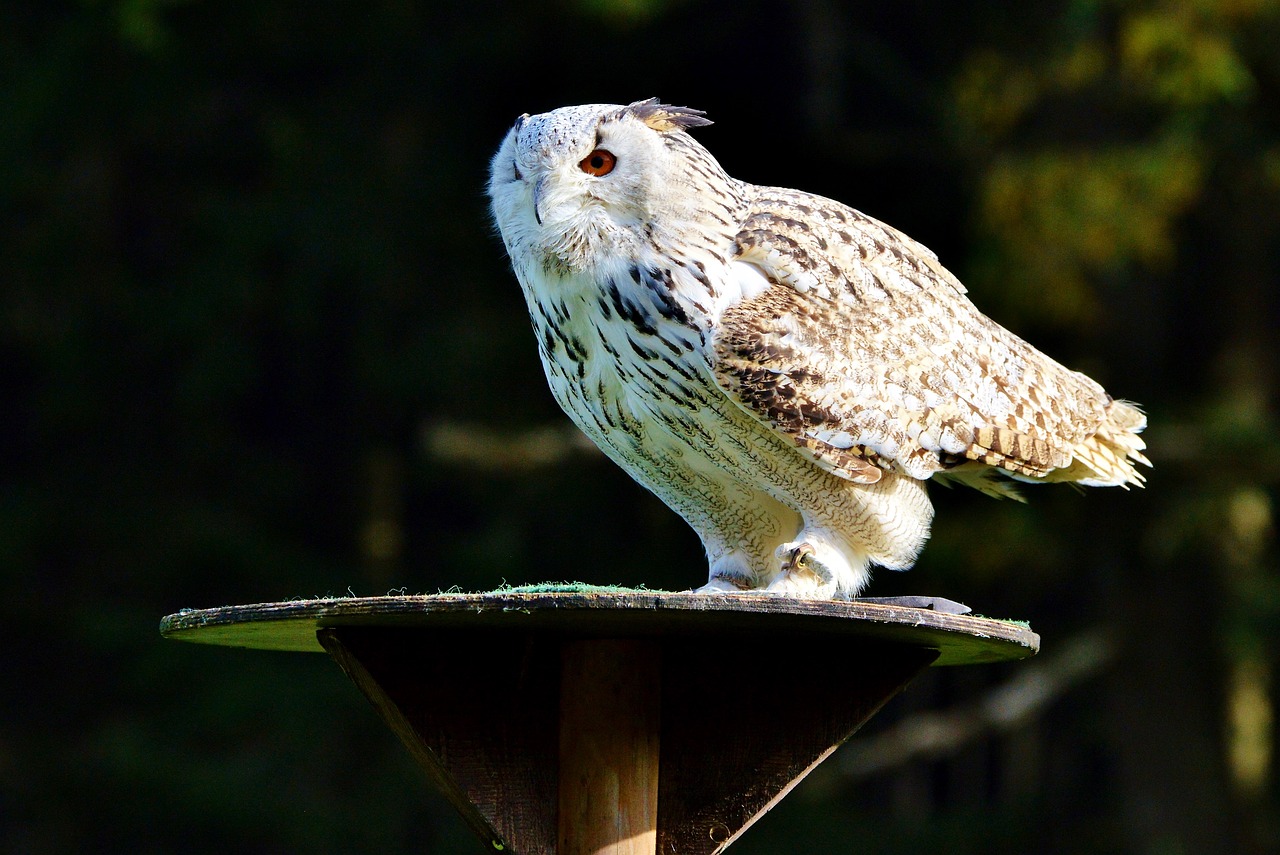 Image - animal nature barn owl owl raptor