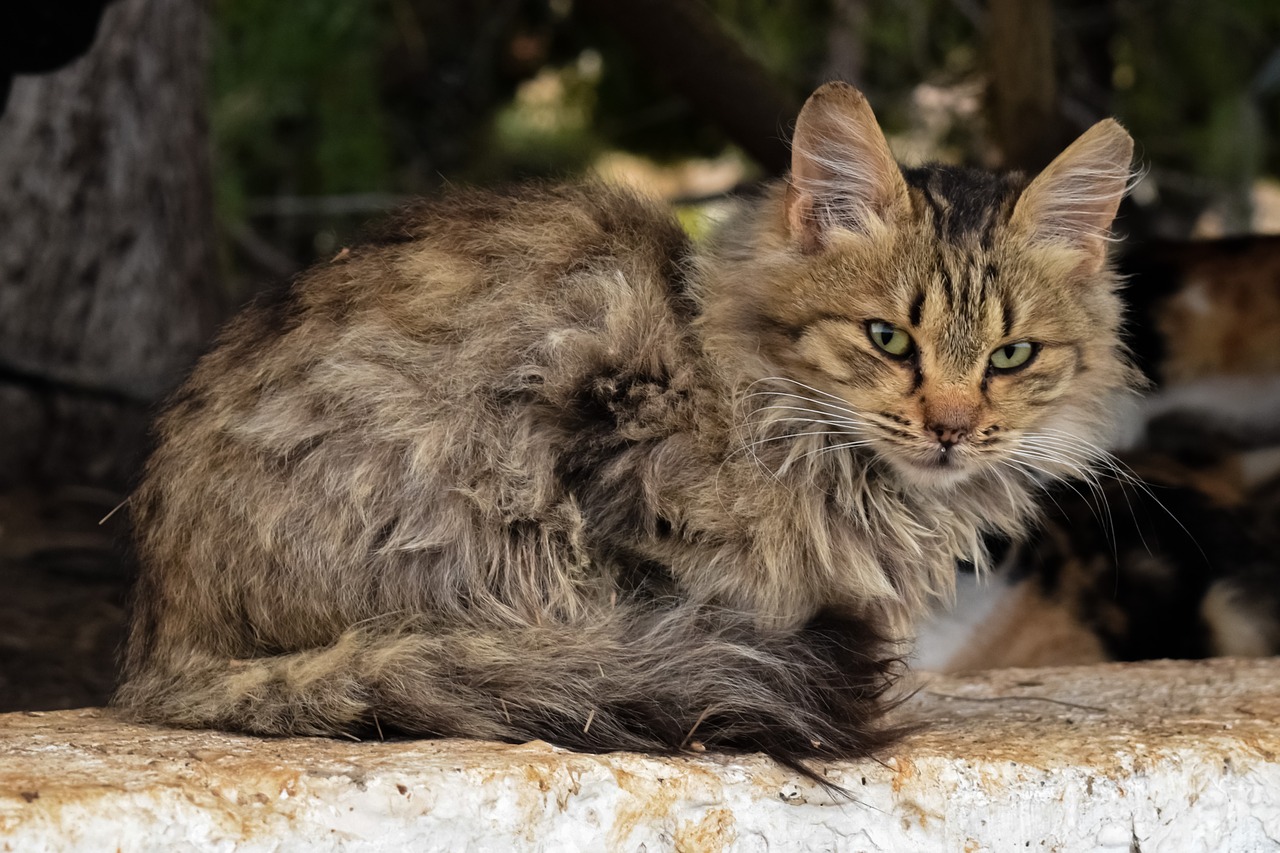 Image - animal cat mammal nature cute