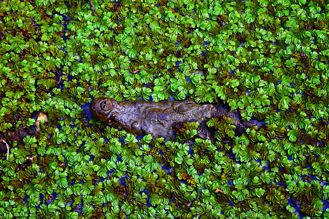 Image - nature crocodile desktop background