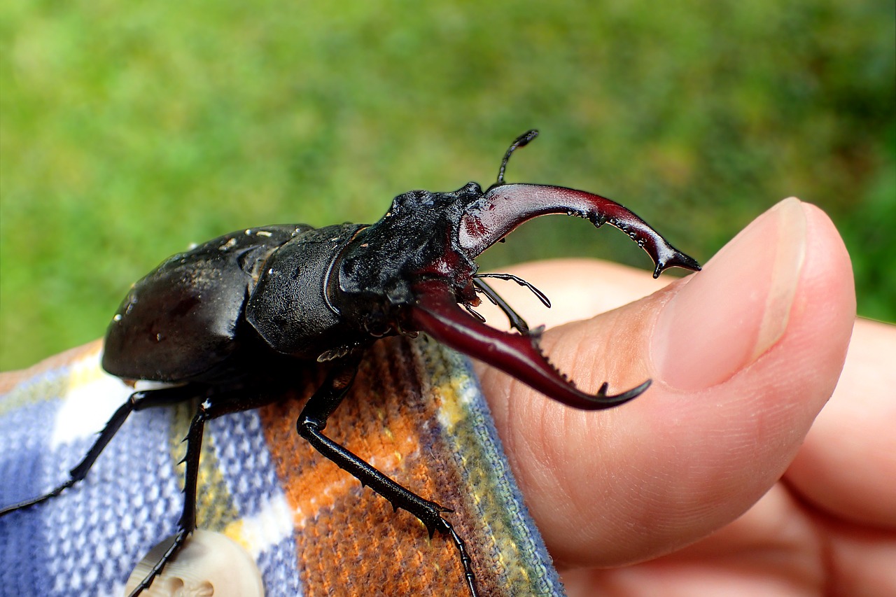 Image - insect nature animal stag beetle