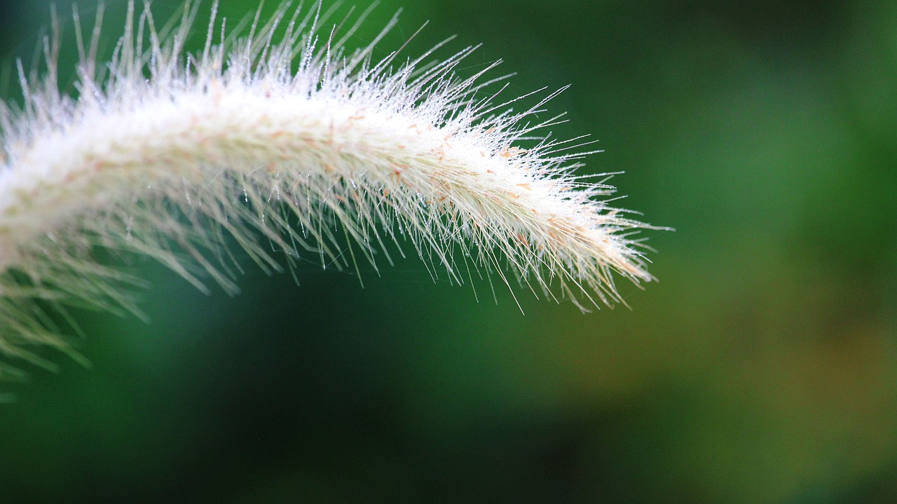 Image - flowering grass nature