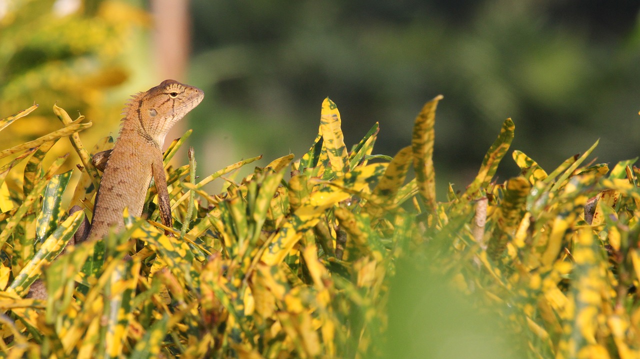 Image - chameleon yellow nature thailand