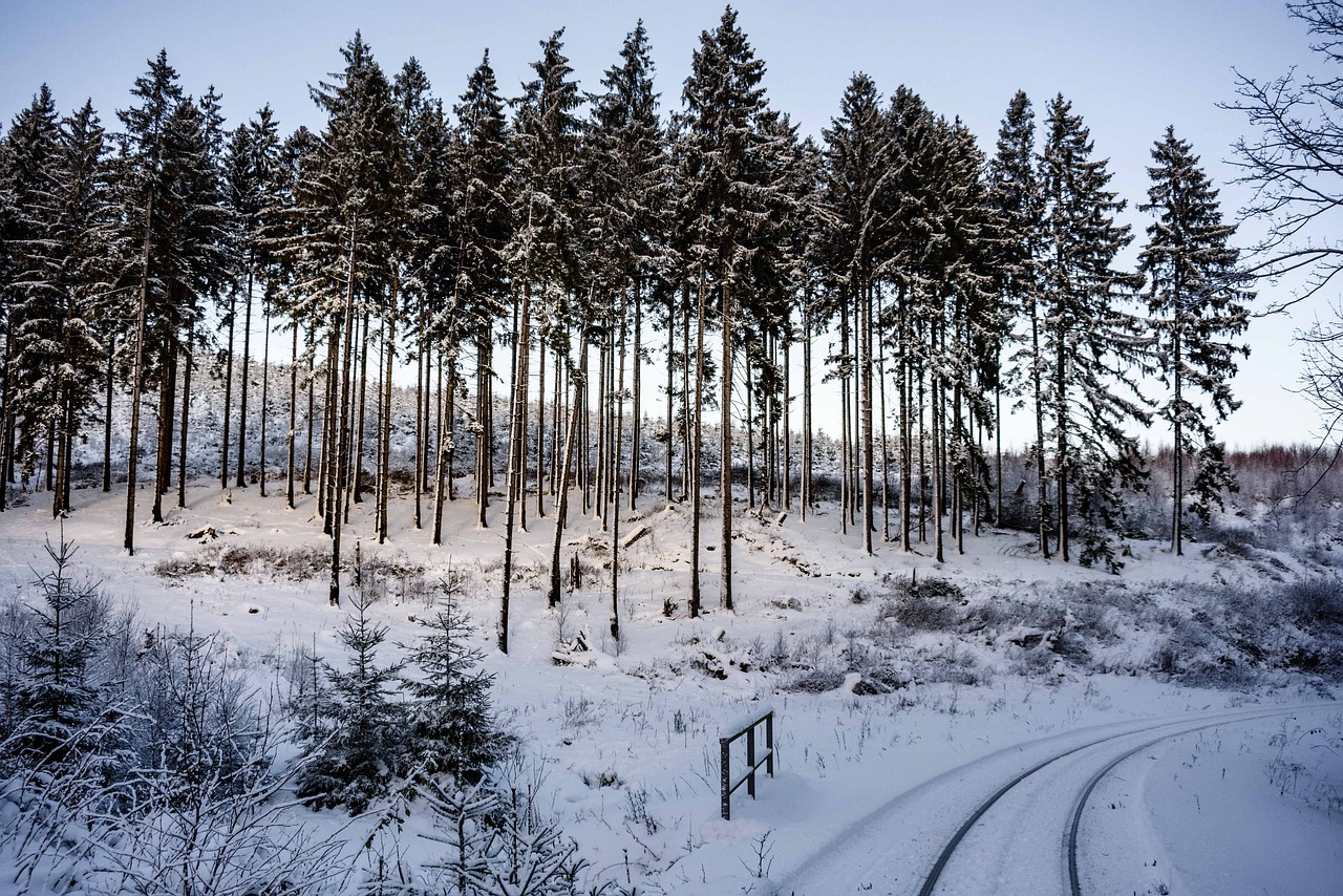 Image - wintry resin snow winter tree