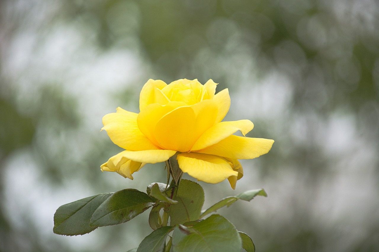 Image - nature plant leaf flower summer