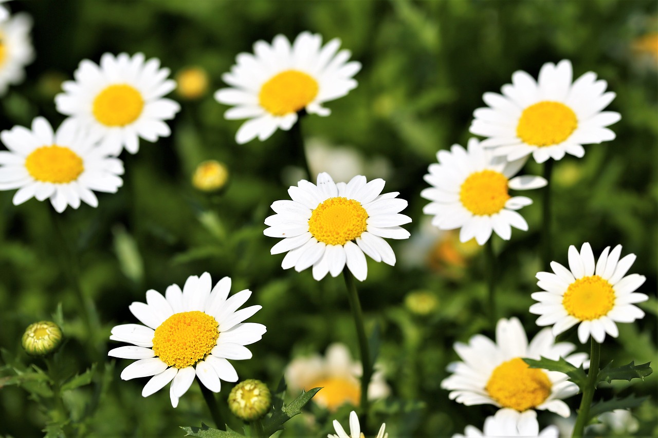 Image - daisy flower macro outdoors nature