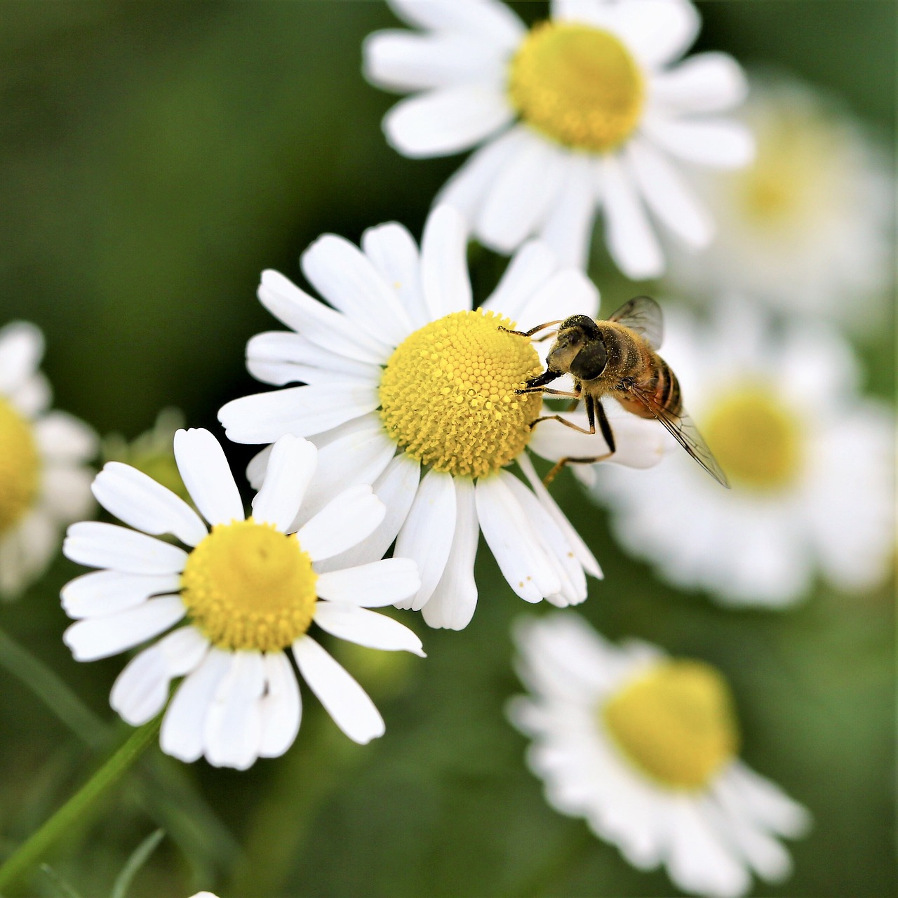 Image - daisy flower bee insect animal