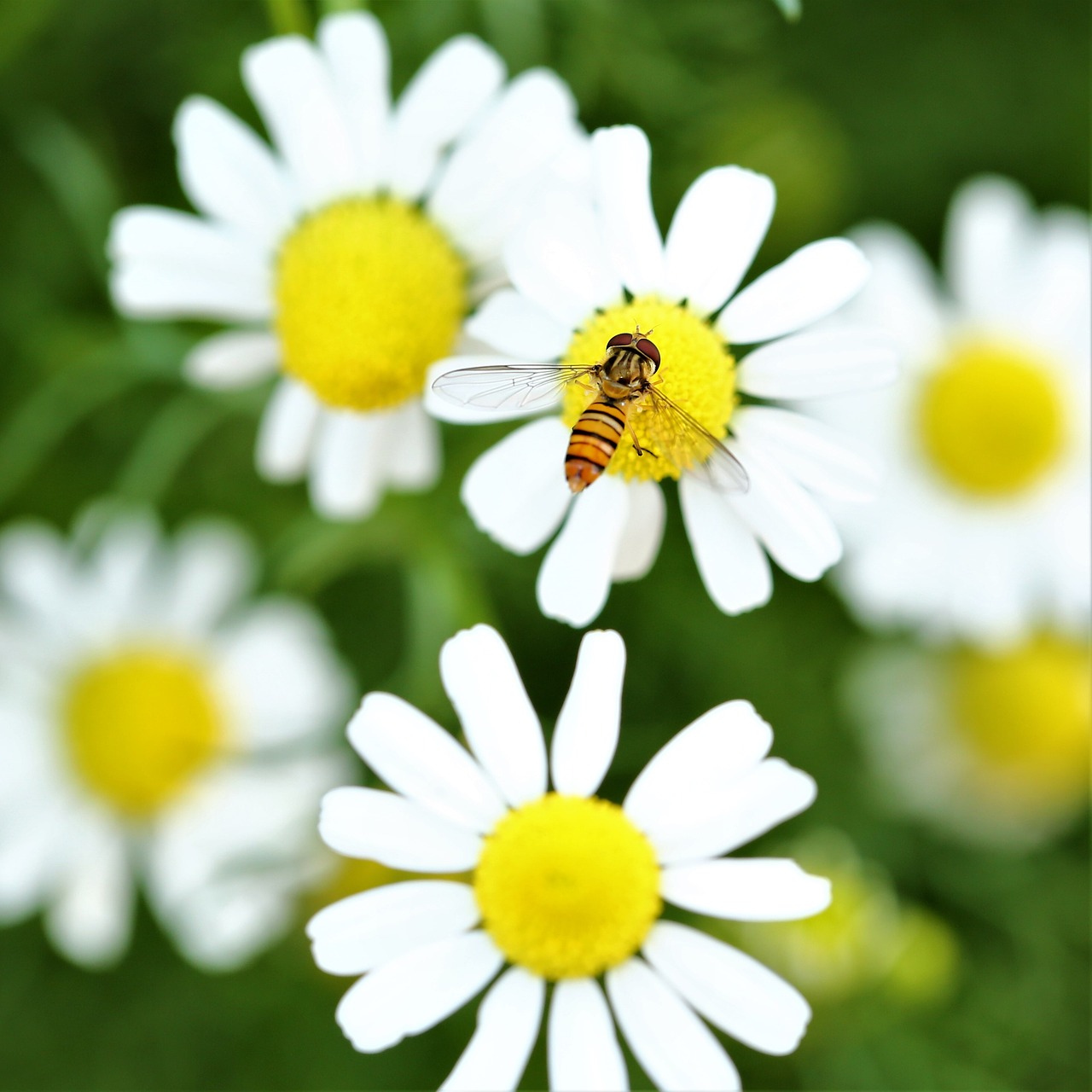 Image - daisy flower bee insect animal