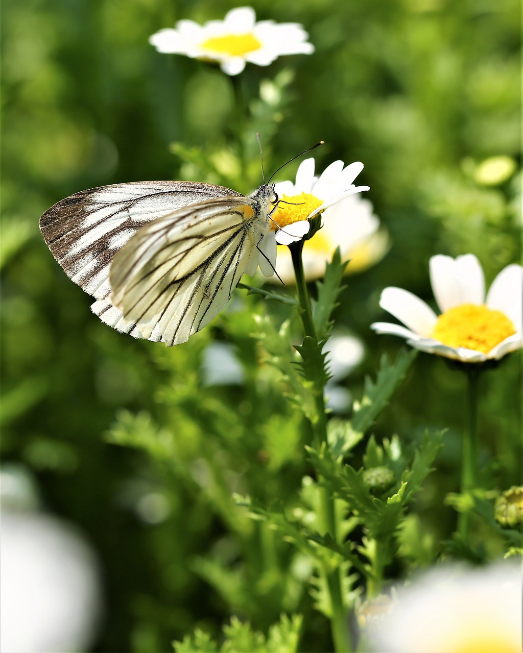 Image - daisy flower butterfly insect