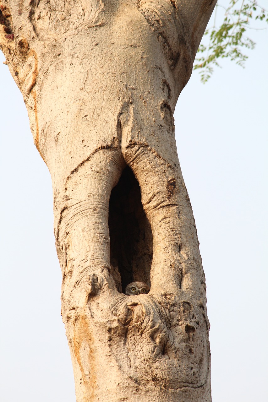 Image - desktop trunk nature tree owl