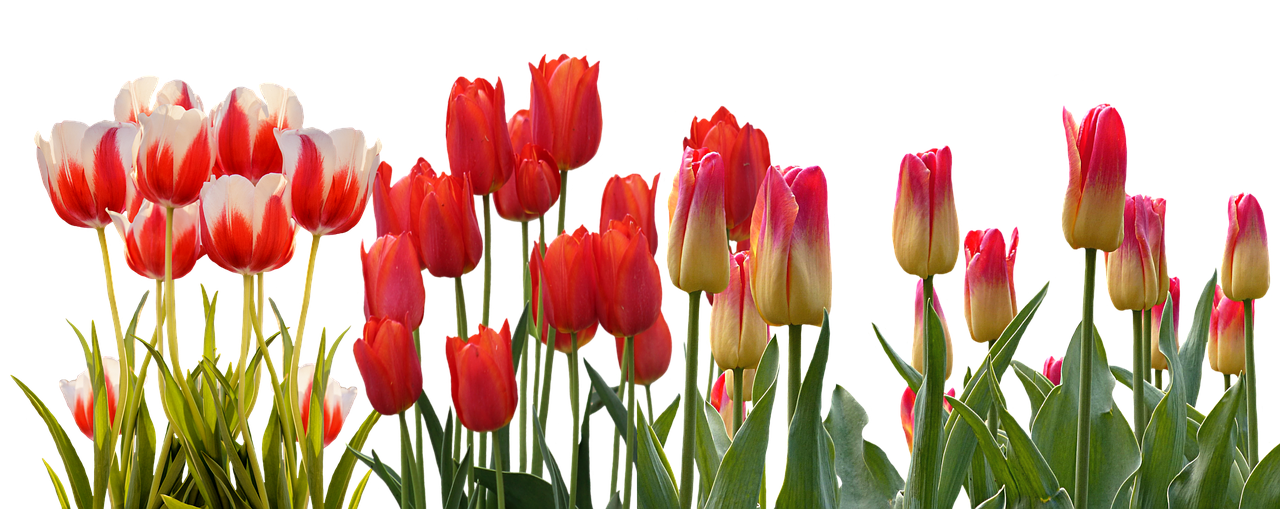 Image - tulip spring nature flower color