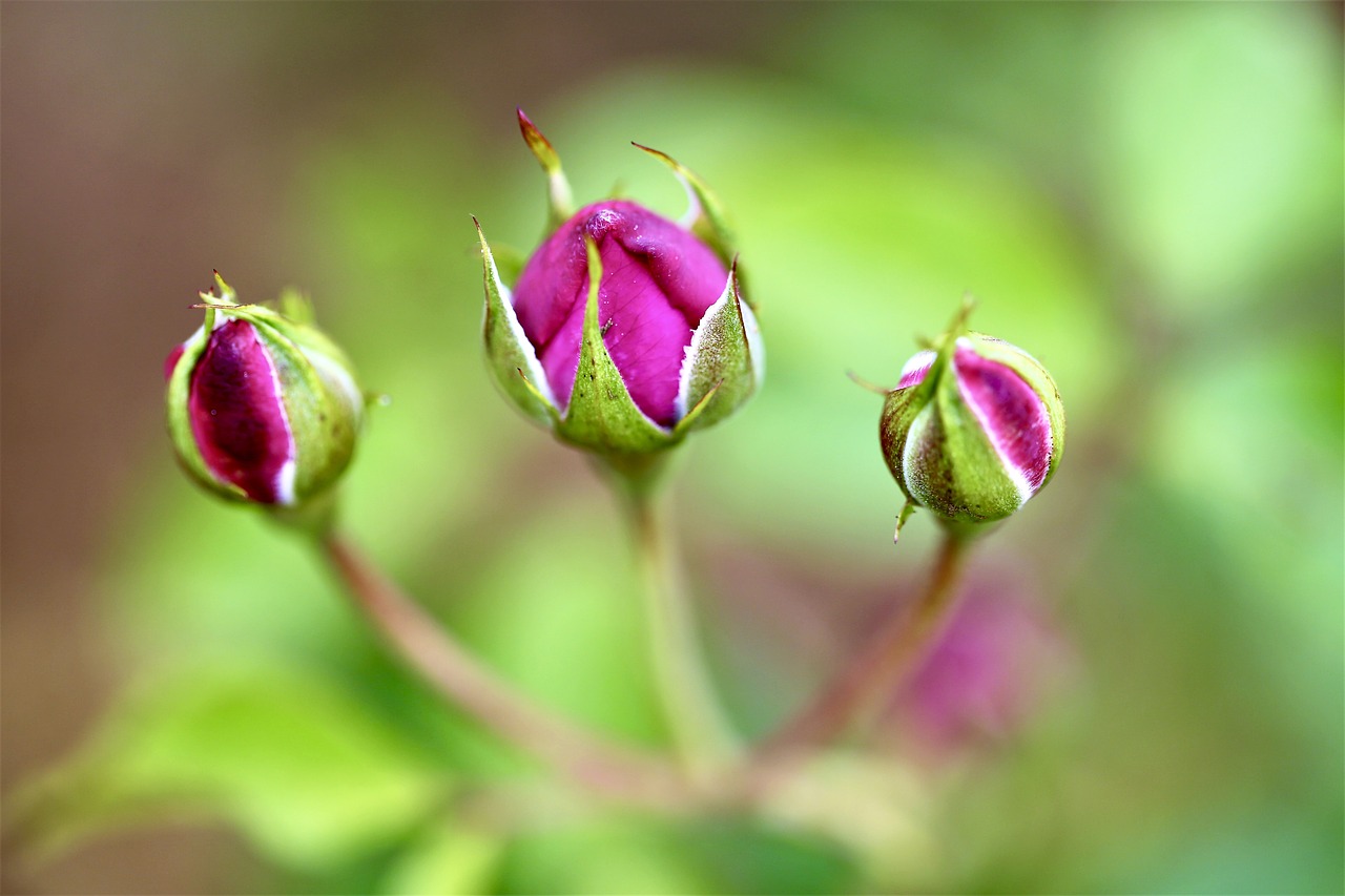 Image - rose flower flower bud bud bloom