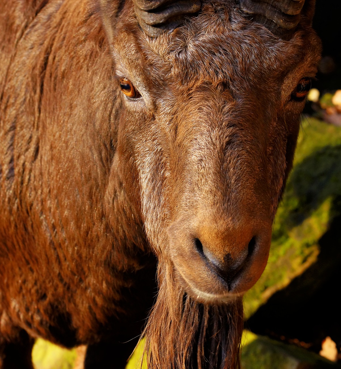 Image - capricorn male imposing eyes