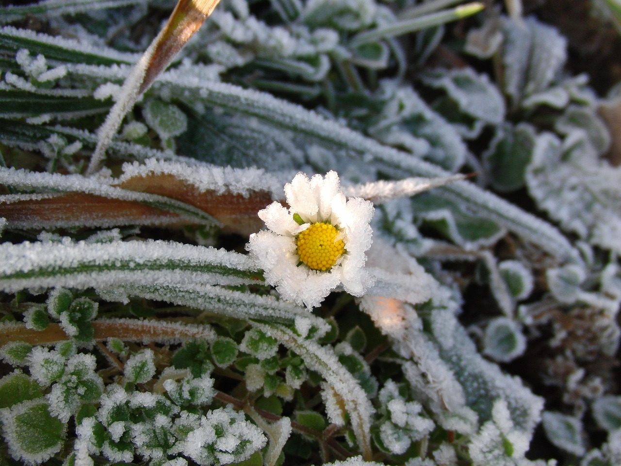 Image - nature plant winter flower frost