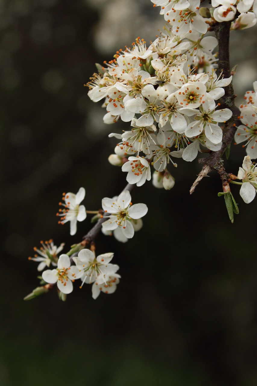 Image - flower flora tree nature branch