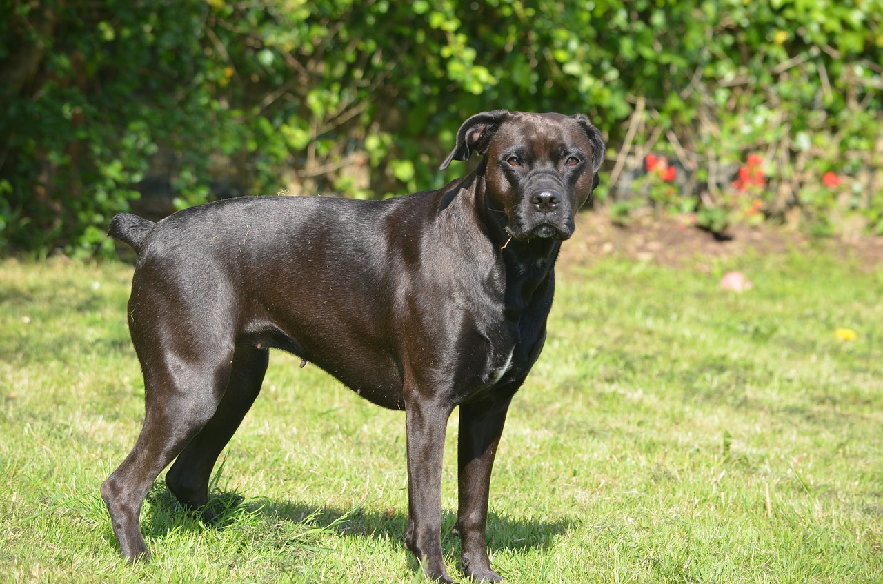 Image - dog mammal animal lawn canine