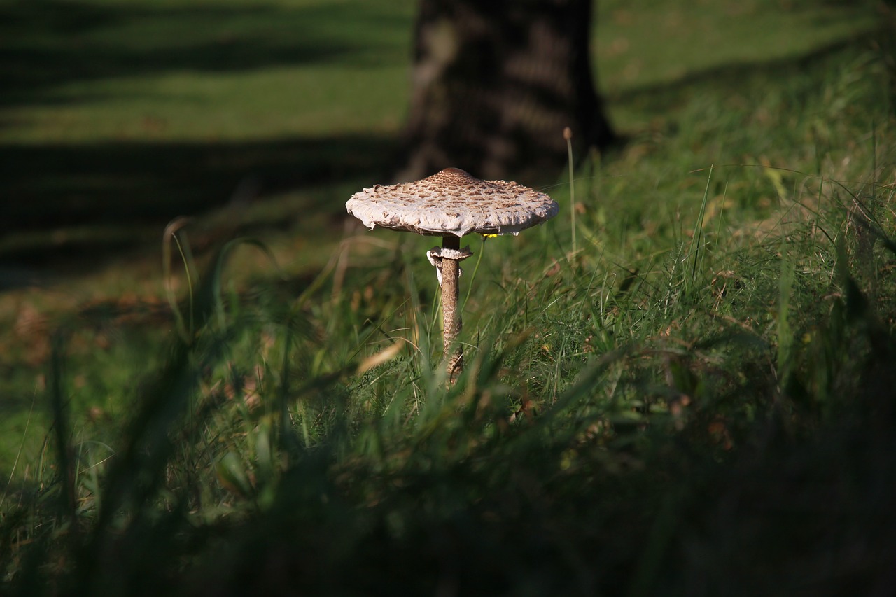 Image - nature grass wood mushroom
