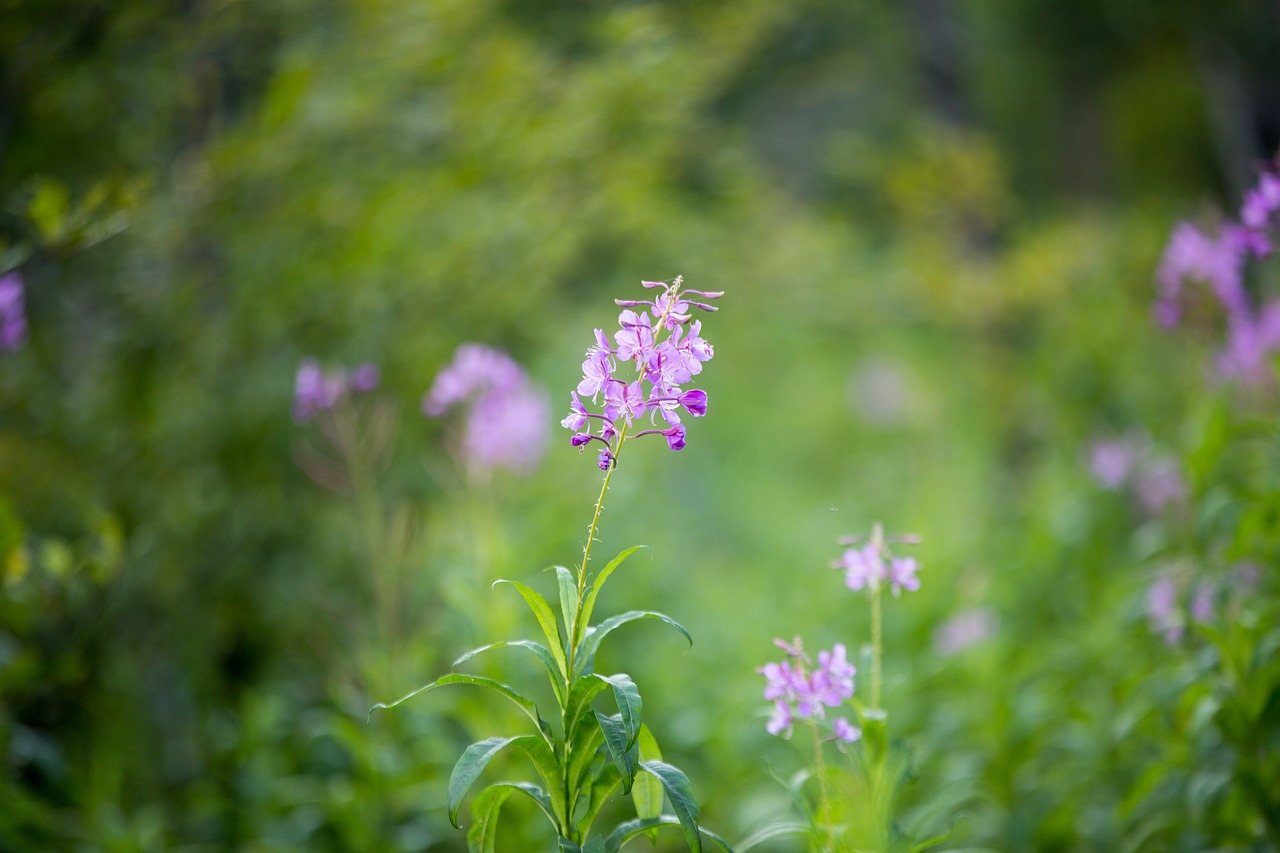 Image - flower nature plant summer hay to