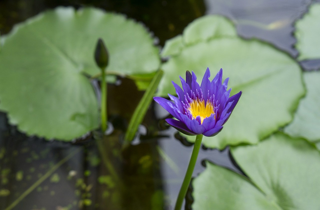 Image - natural lily gun cotton vietnam