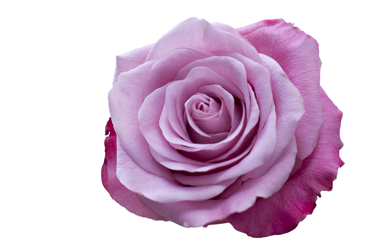 Image - emotion roses pink purple