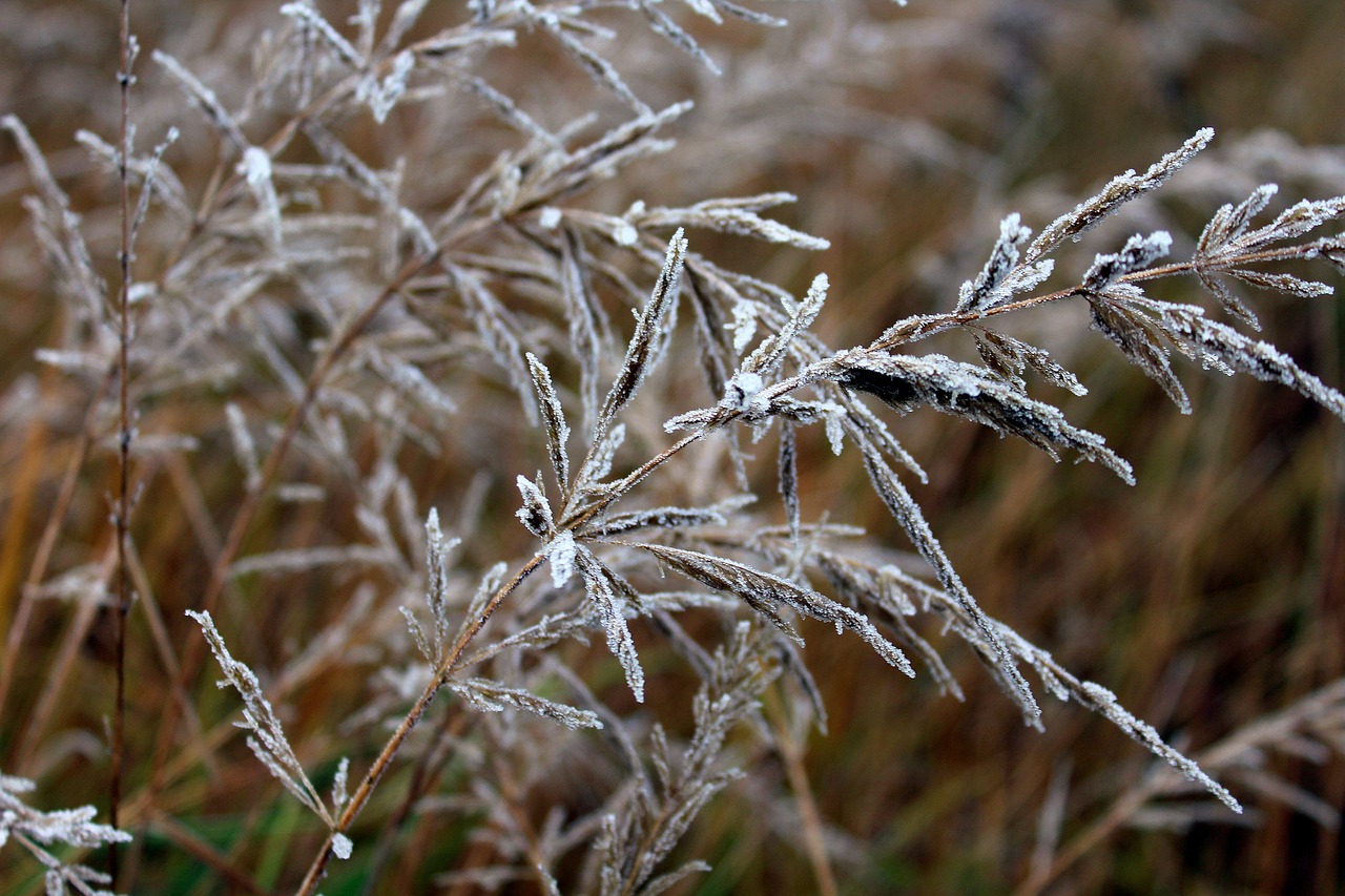 Image - grass frost nature at the court of