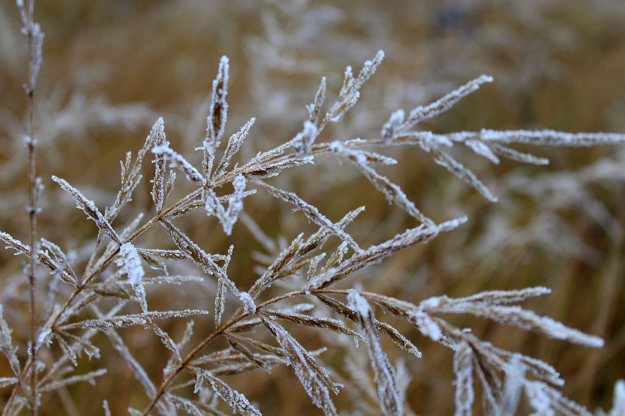 Image - grass dry frost winter nature