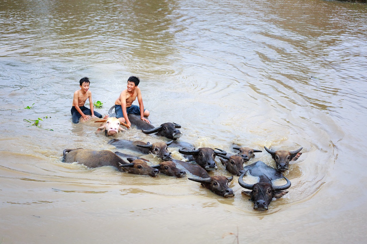 Image - child buffalo wave animal play